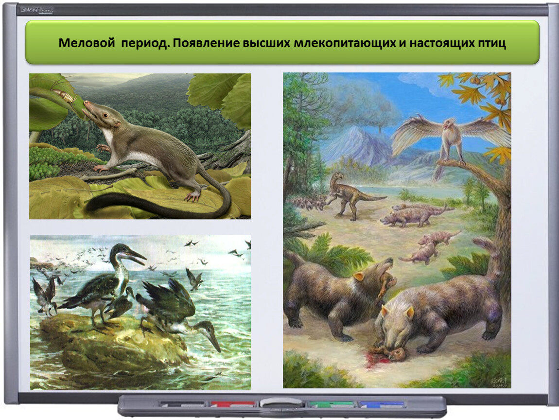 Возникновение первых птиц эра. Плацентарные млекопитающие мелового периода. Мезозойская Эра меловой период животные. Первые млекопитающие мелового периода. Меловой период млекопитающие животные.