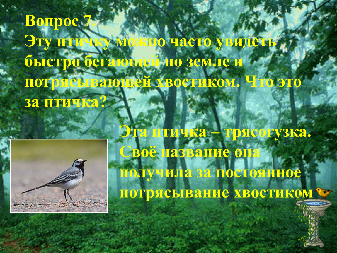 Вопрос 7. Эту птичку можно часто увидеть быстро бегающей по земле и потрясывающей хвостиком
