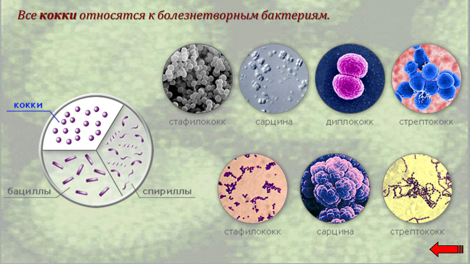 Кокковые бактерии. Кокки диплококки бациллы. Кокковидные бактерии. Шарообразные кокки.  Кокковидные бактерии (кокки).