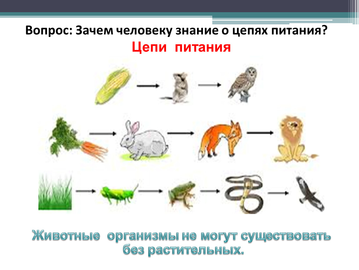 Цепь питания нарисовать 5 класс. 2 Цепочки питания животных. Пищевые Цепочки 5 класс биология 3 Цепочки. Схема по биологии цепи питания. 4 Цепочки питания животных.