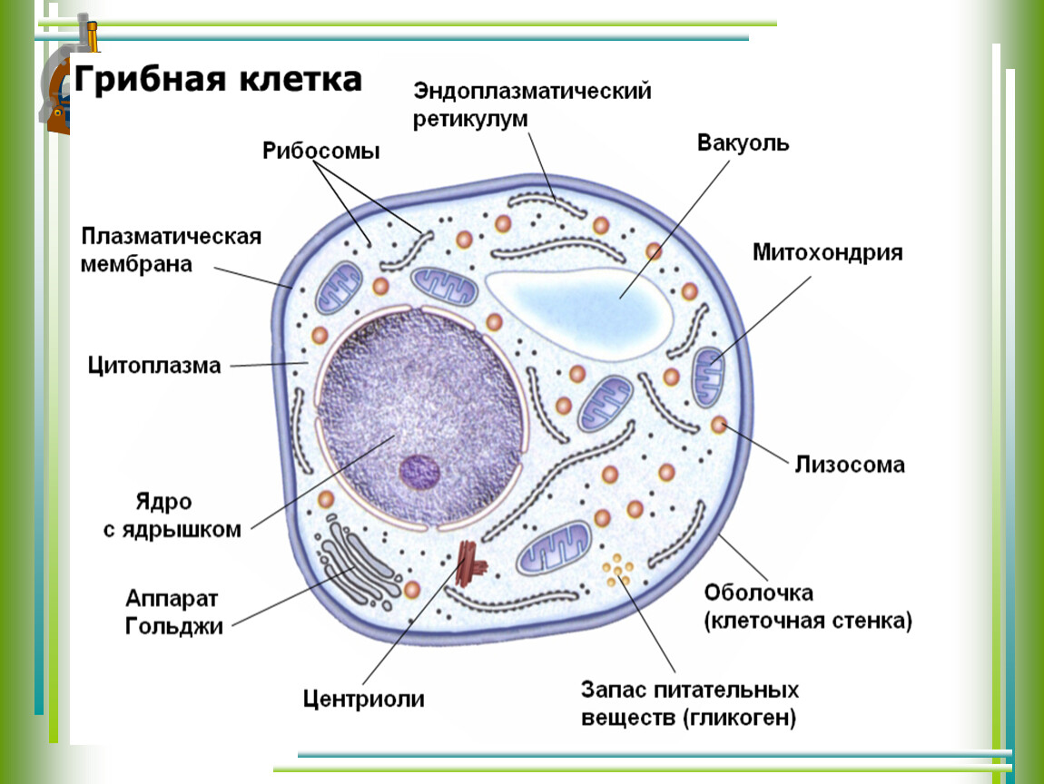 Грибная клетка строение органоиды