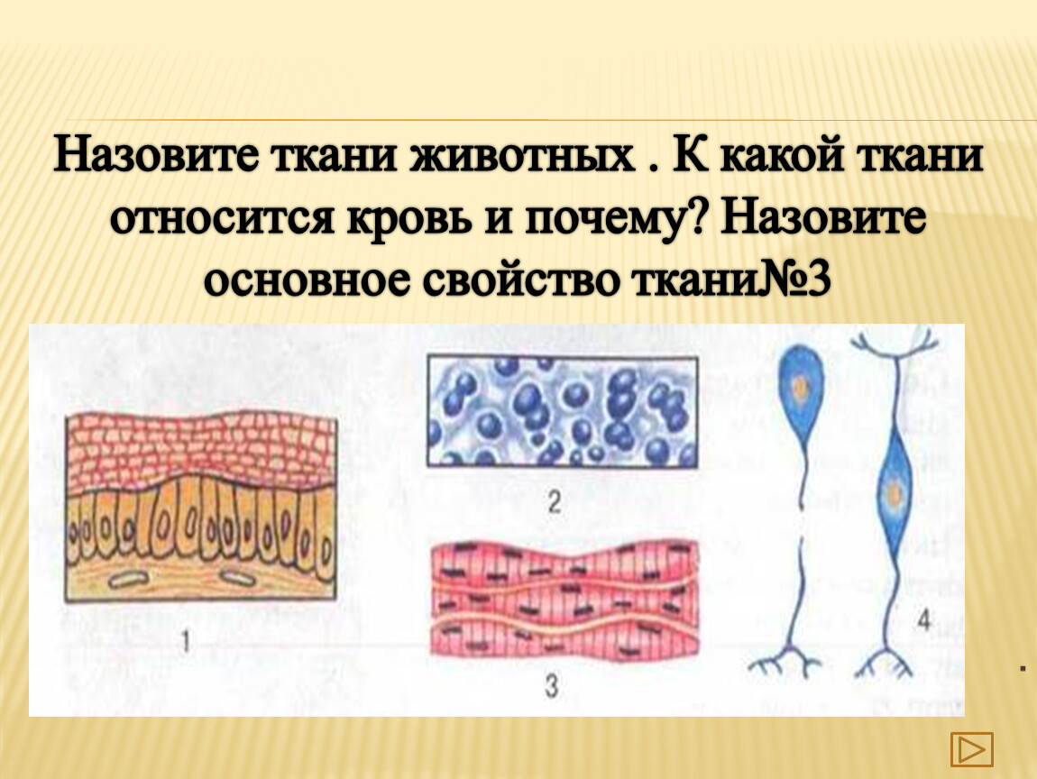 Тканью животных является. К животным тканям относят. Назовите ткани животных. Какую ткань относят к животным. Кровь относится к ткани.