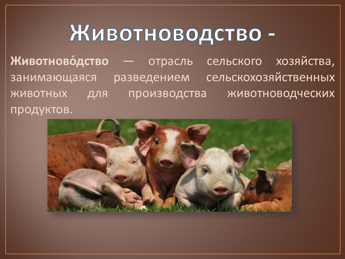 Название отрасли животноводства. Животноводство это отрасль сельского хозяйства. Животноводство в России кратко. География животноводства. География сельского хозяйства животноводство.