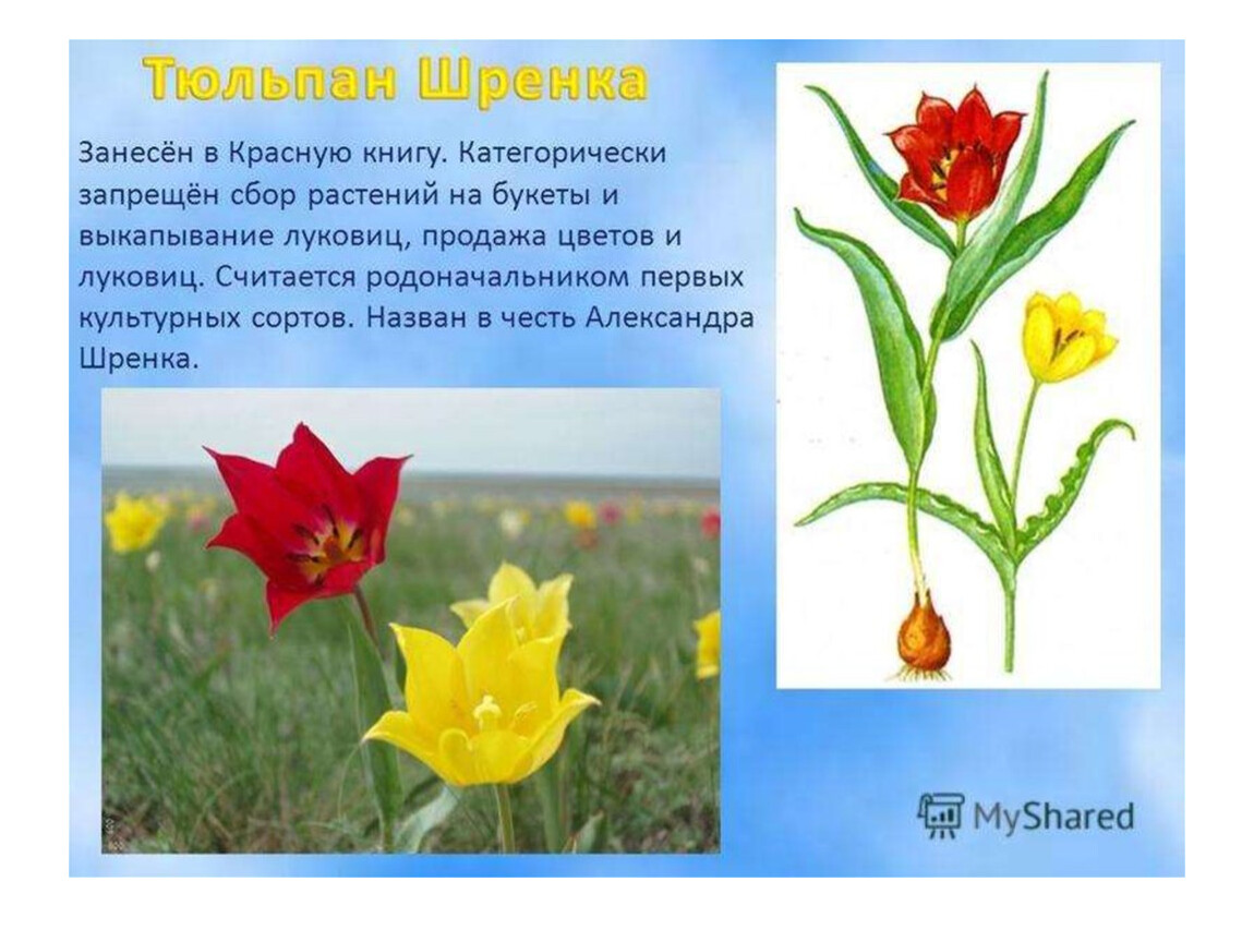 Название растений занесены в красную книгу. Тюльпан Геснера Шренка. Тюльпан Шренка белый. Тюльпаны Шренка и Биберштейна. Тюльпан Шренка цветок.