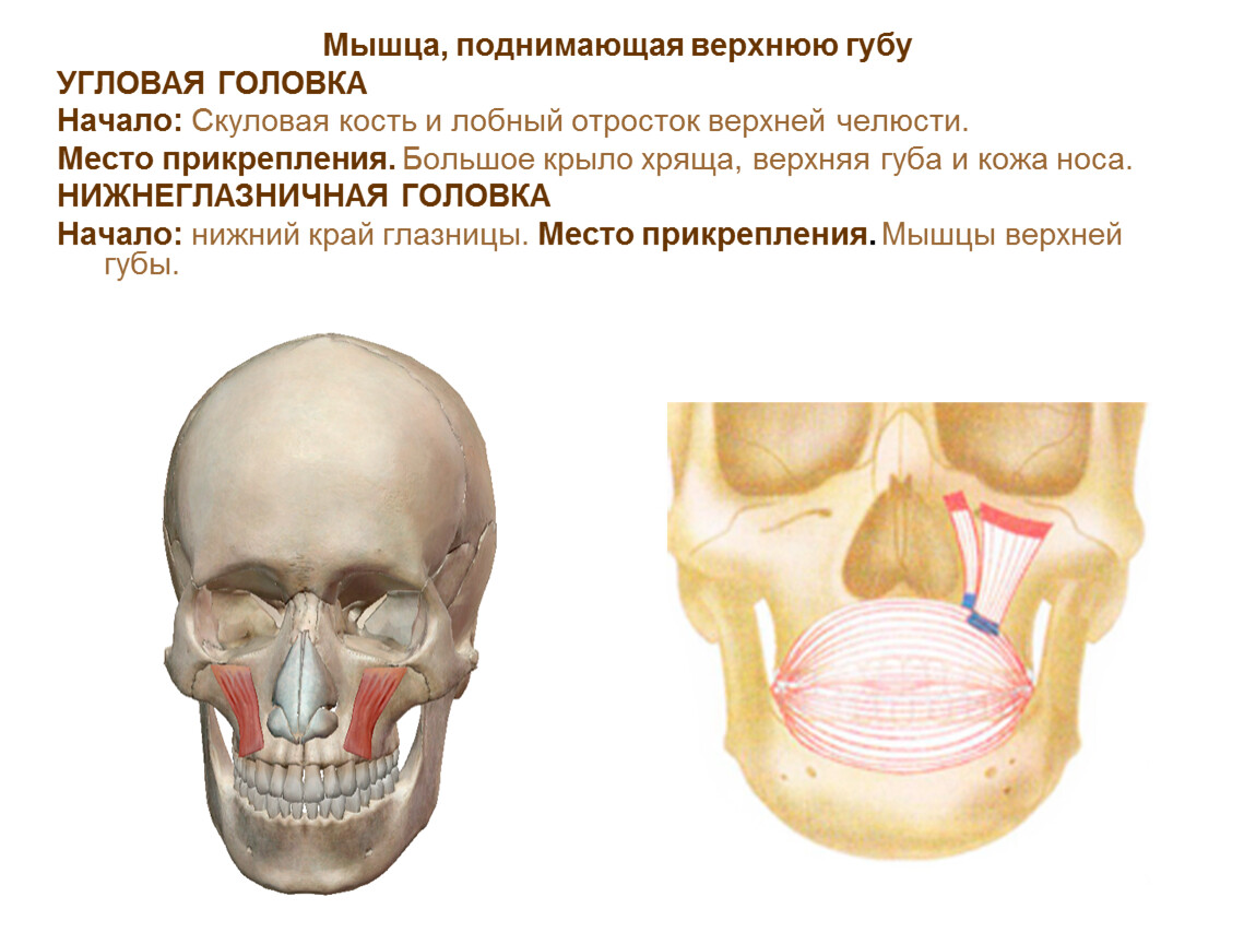 Носовая мышца