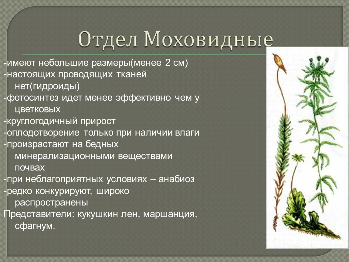 Дайте характеристику моховидных растений. Отдел Моховидные. Сфагнум Гидроиды. Признаки моховидных растений. Отдел Моховидные примеры.