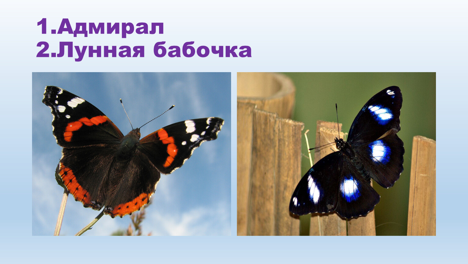 Бабочка адмирал в какой природной зоне. Лунная бабочка. Сведения о бабочке Адмирал. Адмирал бабочка Нижегородская область. Адмирал бабочка фото окружающий мир 1 класс.