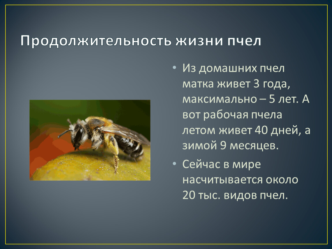 Жизнь домашних пчел