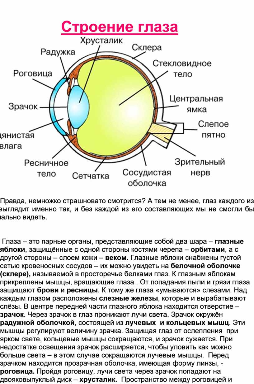 Структура строения глаза