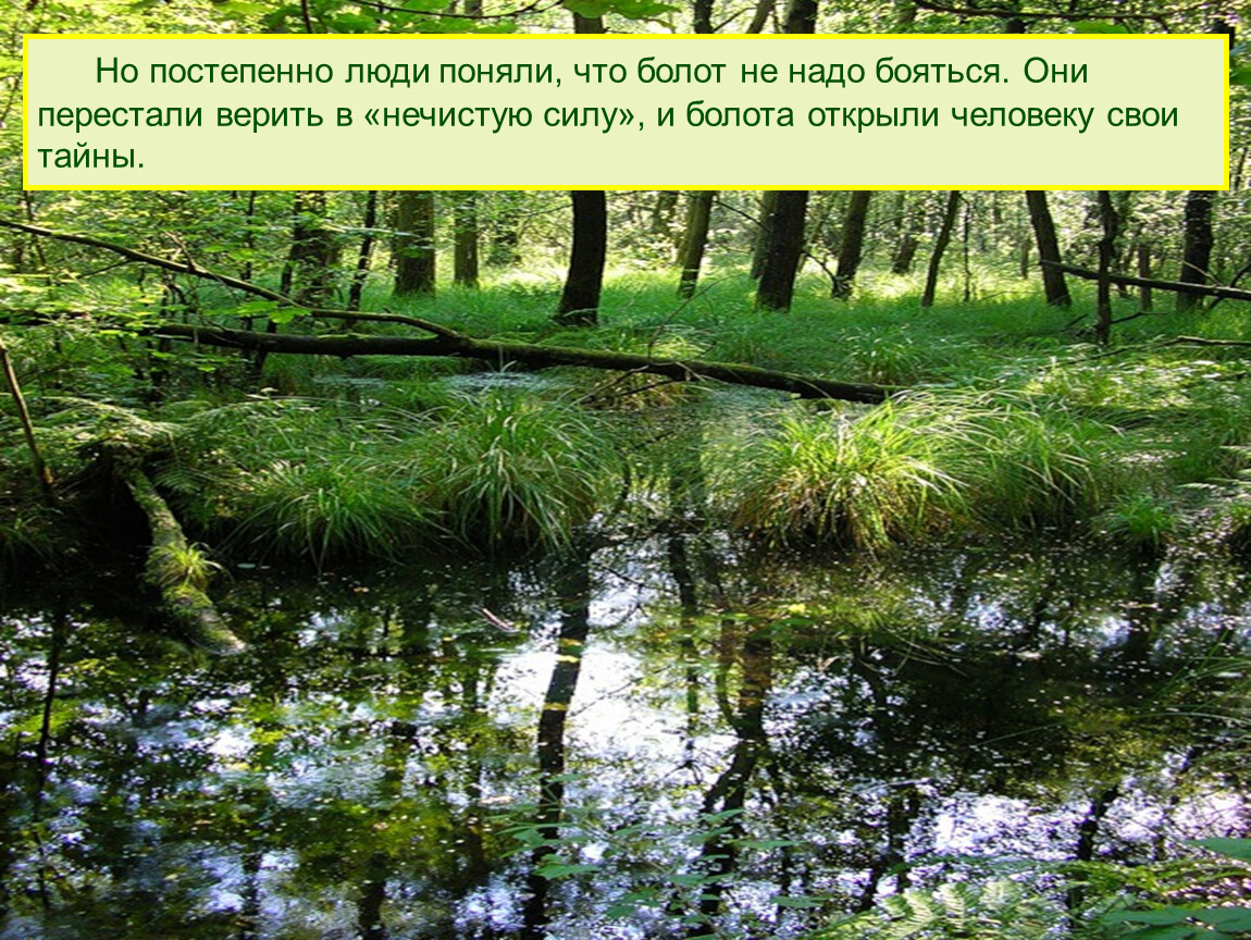 Сообщество болото 5 класс биология. Природное сообщество болото. Природное сообщество в болоте. Презентация природное сообщество болота. Биология. Сообщество болото.