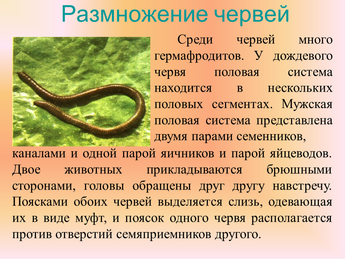 Много червей среди которых. Размножение дождевых червей 7 класс. Оплодотворение малощетинковых червей. Размножение червяка дождевого. Размножение земляного червя.