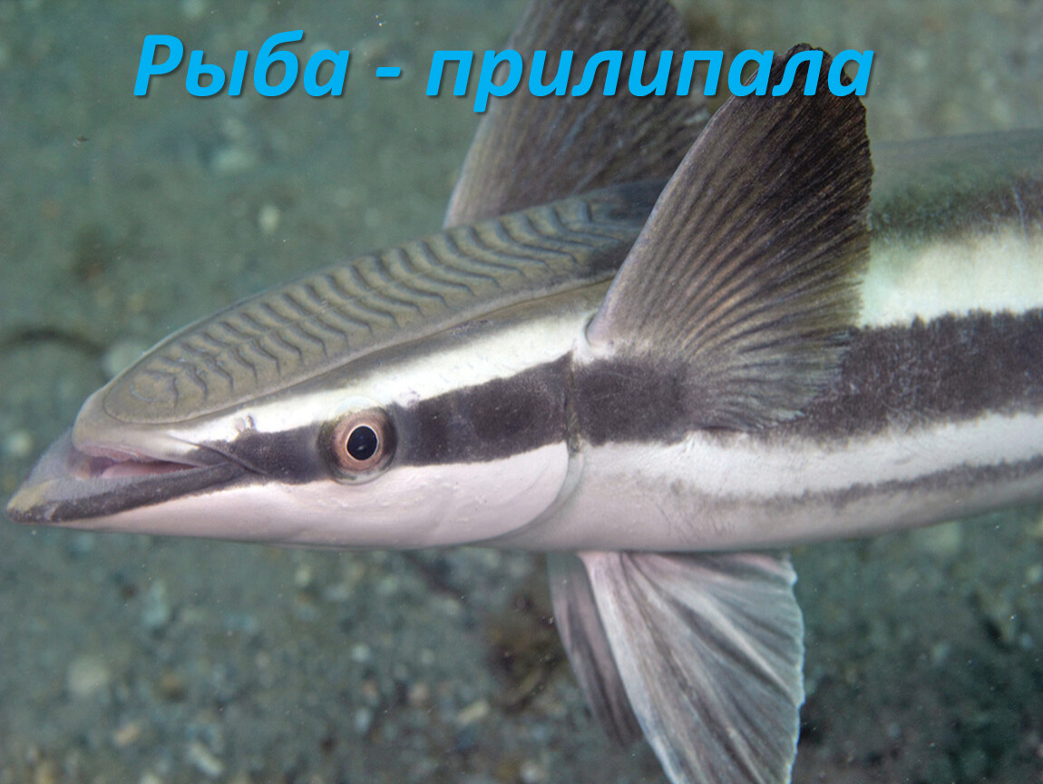 Рыба прилипает. Ремора рыба прилипала. Акулья Ремора. Акулья Ремора (Remora Remora). Обыкновенный прилипало (Echeneis naucrates).