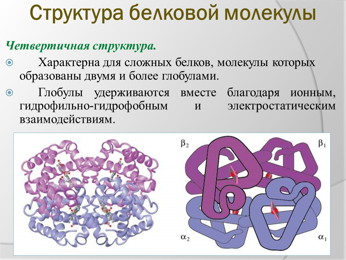 Выбери рисунок на котором представлена четвертичная структура белка