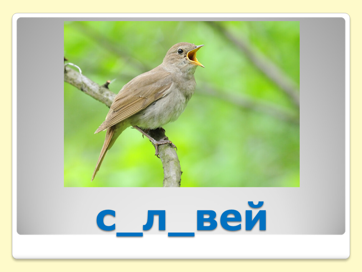 Л вили