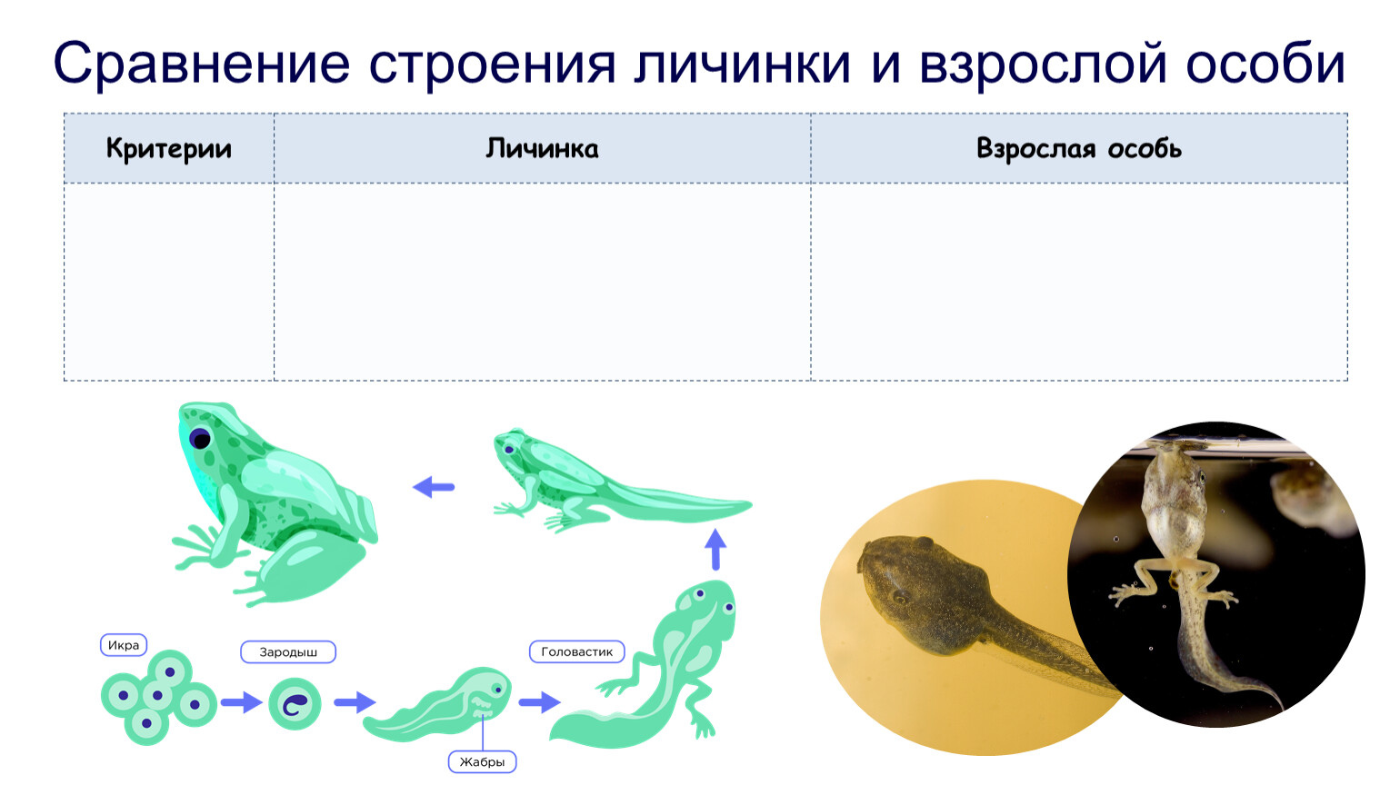 Сравнение строения личинки и взрослой особи