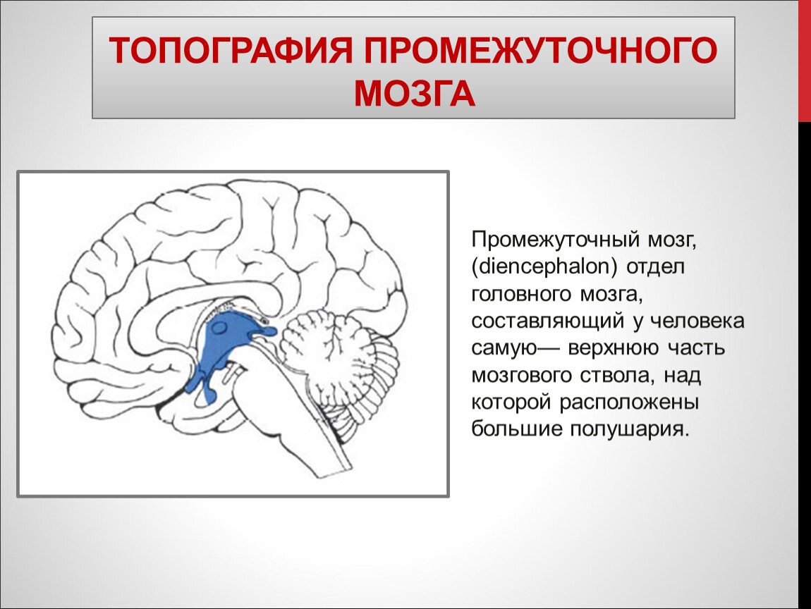 Промежуточный мозг строение рисунок