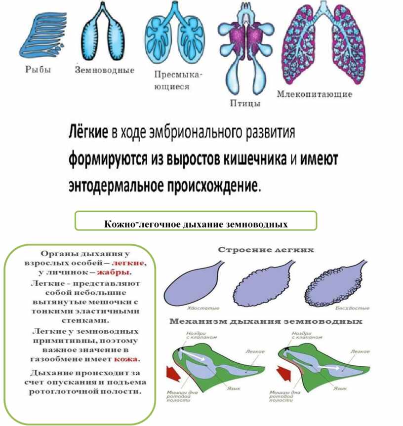 Эволюция дыхательной системы у животных таблица