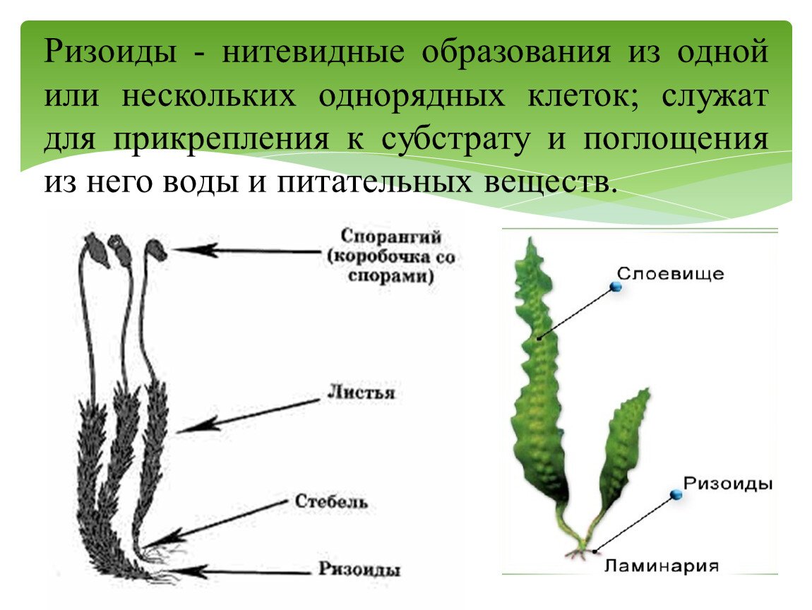 Органы зеленого мха. Ризоиды ламинарии. Таллом ламинарии. Ризоиды у водорослей 5 класс биология. Многоклеточные ризоиды.