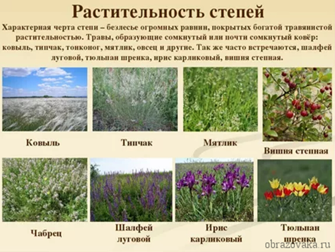 Какие природные зоны есть в степи. Растительный мир Степной зоны. Растения степей России 8 класс. Растительный мир природной зоны степи. Растительный мир степи в России.
