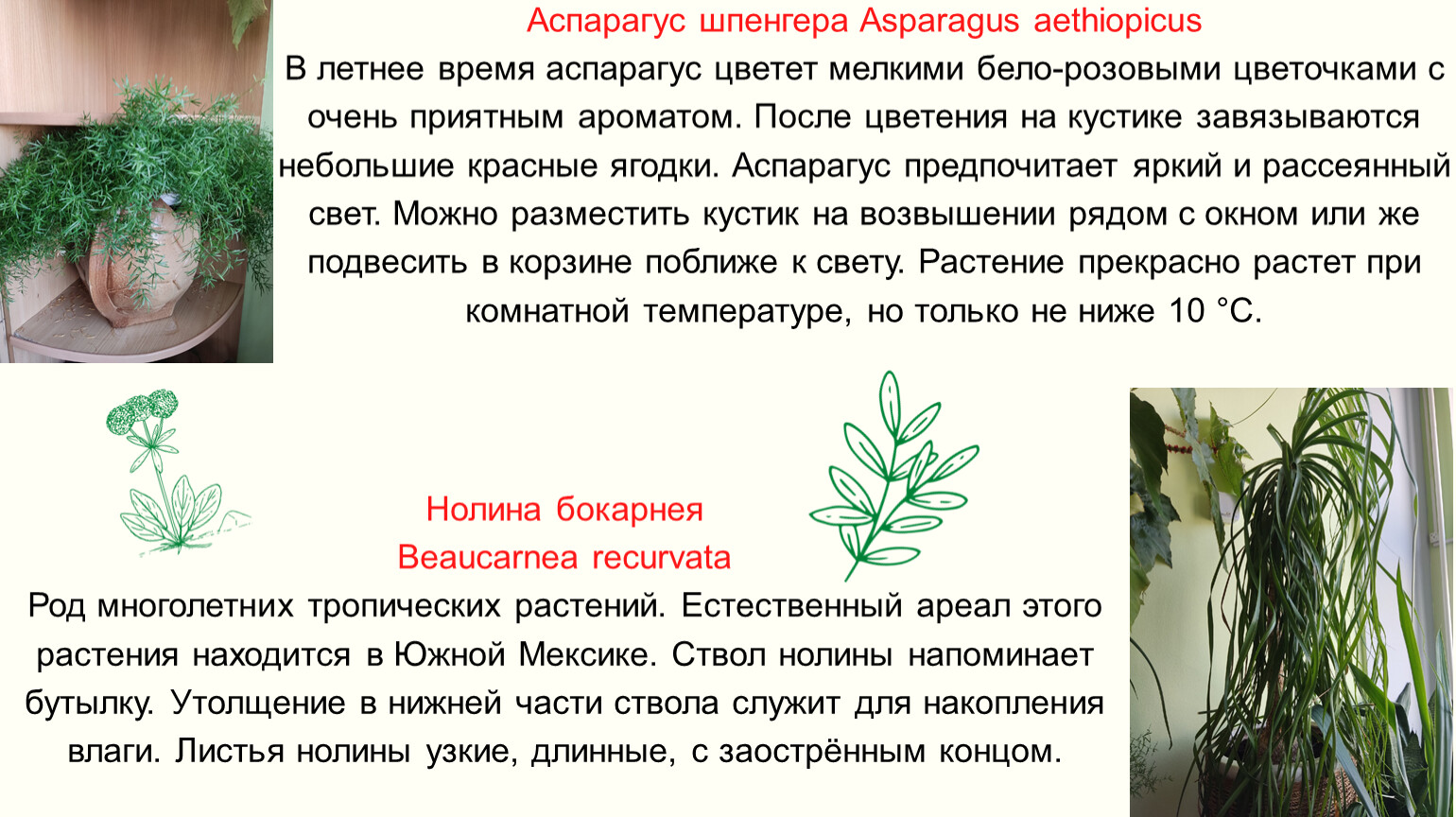 Опишите особенности растений каланхоэ и аспарагуса. Характеристика растения аспарагус. Родина домашнего цветка аспарагус.