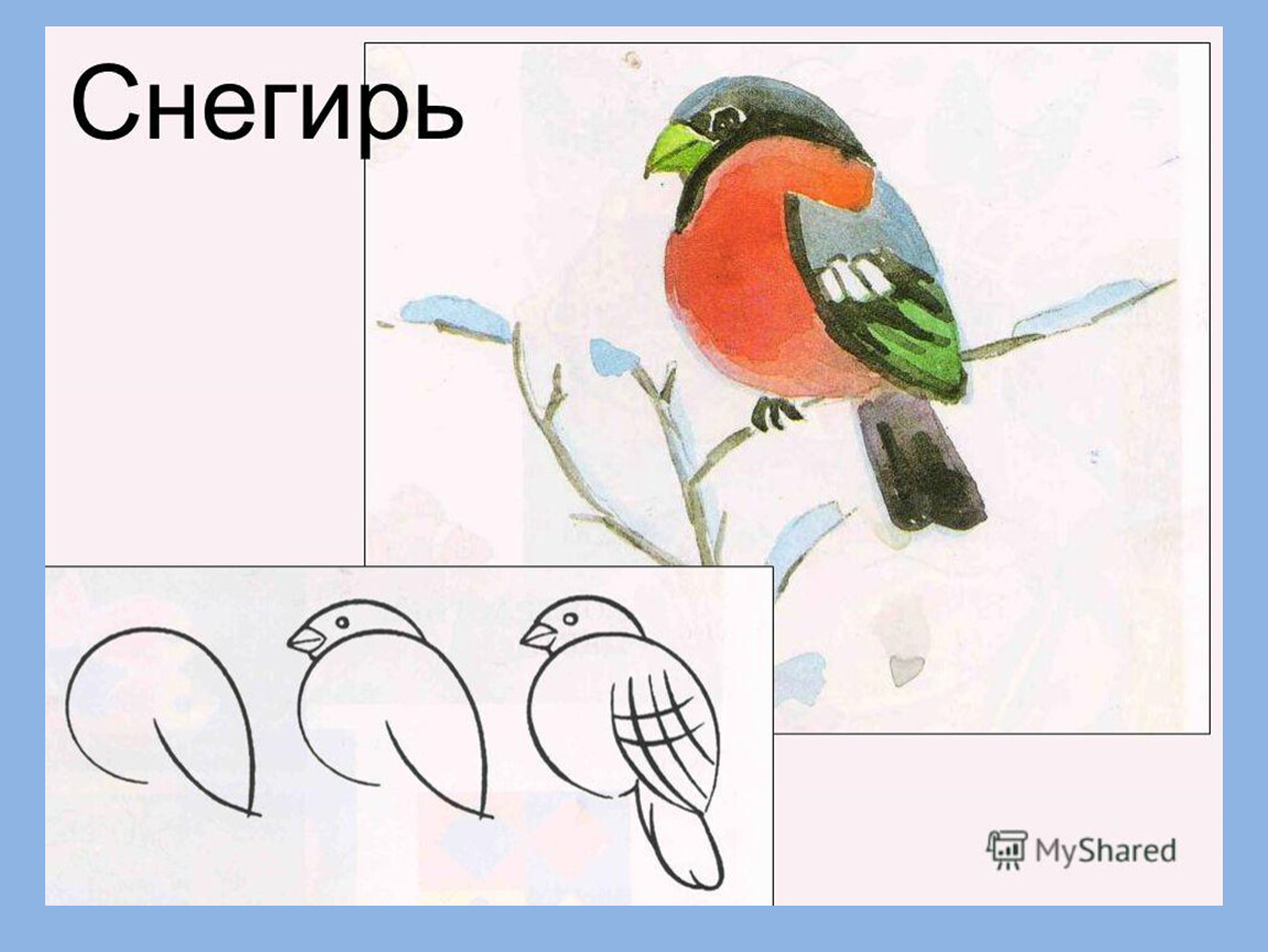 Рисуем птицу поэтапно презентация 2 класс. Снегирь рисунок пошагово. Схема рисования снегиря. Снегирь пошаговое рисование. Рисование 1 класс.