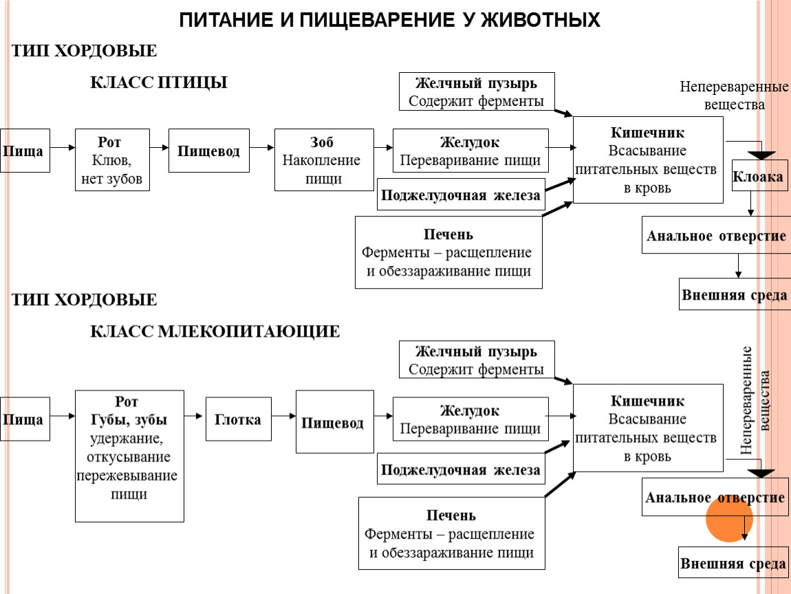 Ферментативное расщепление поступающих с пищей белков. Питание и пищеварение. Питание и пищеварение у животных. Питание и пищеварение умная карта. Процессы пережевывания коровой пищи.