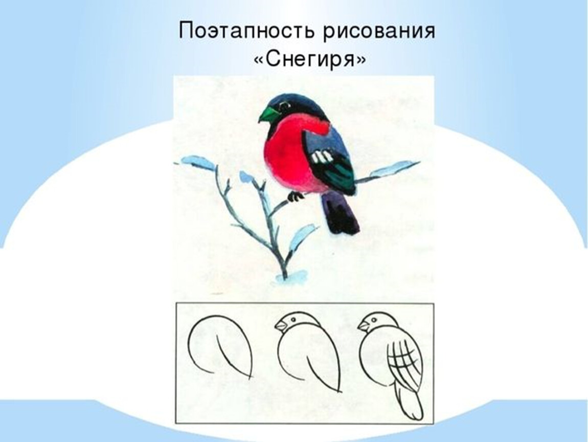 Птица 1 класс изо. Поэтапное рисование снегиря на ветке. Снегирь пошаговое рисование. Этапы рисования снегиря. Этапы рисования снегиря для детей.