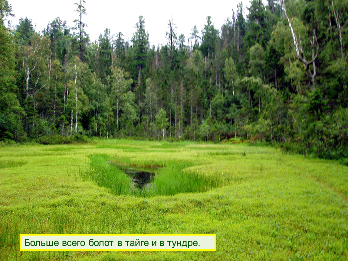 В тайге много болот. Таежный болотистые озера. Болото Сибирь Тайга. Болотистая Тайга. Болото трясина Тайга.