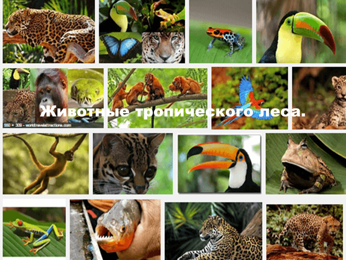Многообразие видов. Животные тропического полюса. Животный мир тропических лесов. Животные тропического пояса. Животные живущие в тропическом лесу.