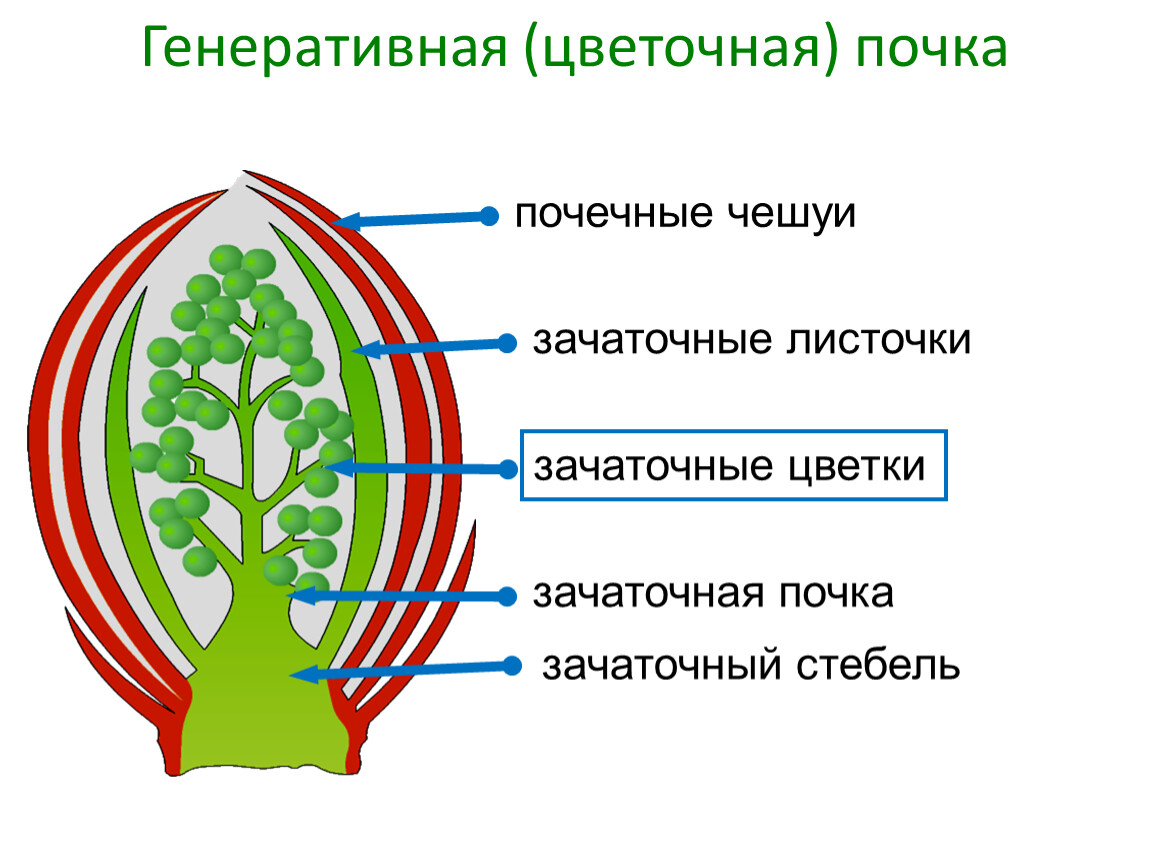 Генеративными называют почки. Строение вегетативной и генеративной почки. Строение генеративной почки растения. Строение генеративной почки. Схема строения почки растения.