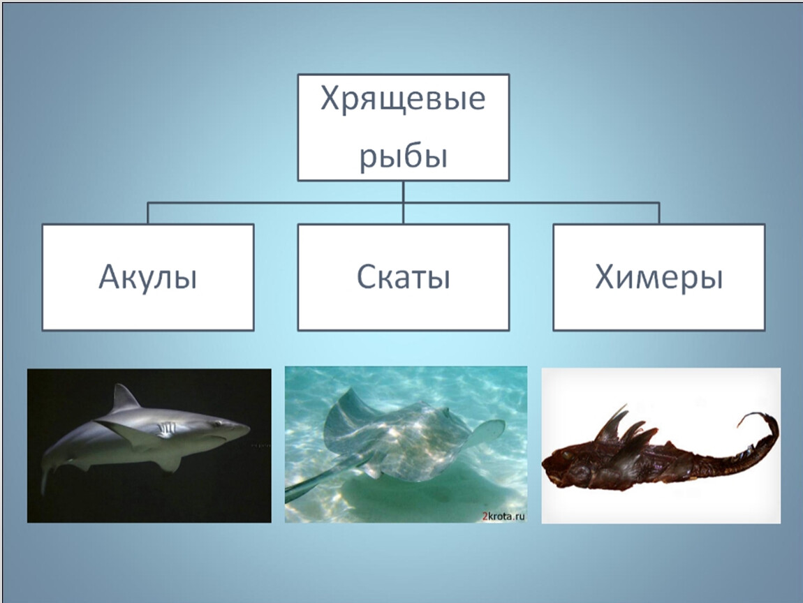 Представители рыб. Класс хрящевые рыбы представители. Представители хрящевых рыб 7 класс. Класс хрящевые отряд акулы представители. Класс хрящевые рыбы 7 класс биология.