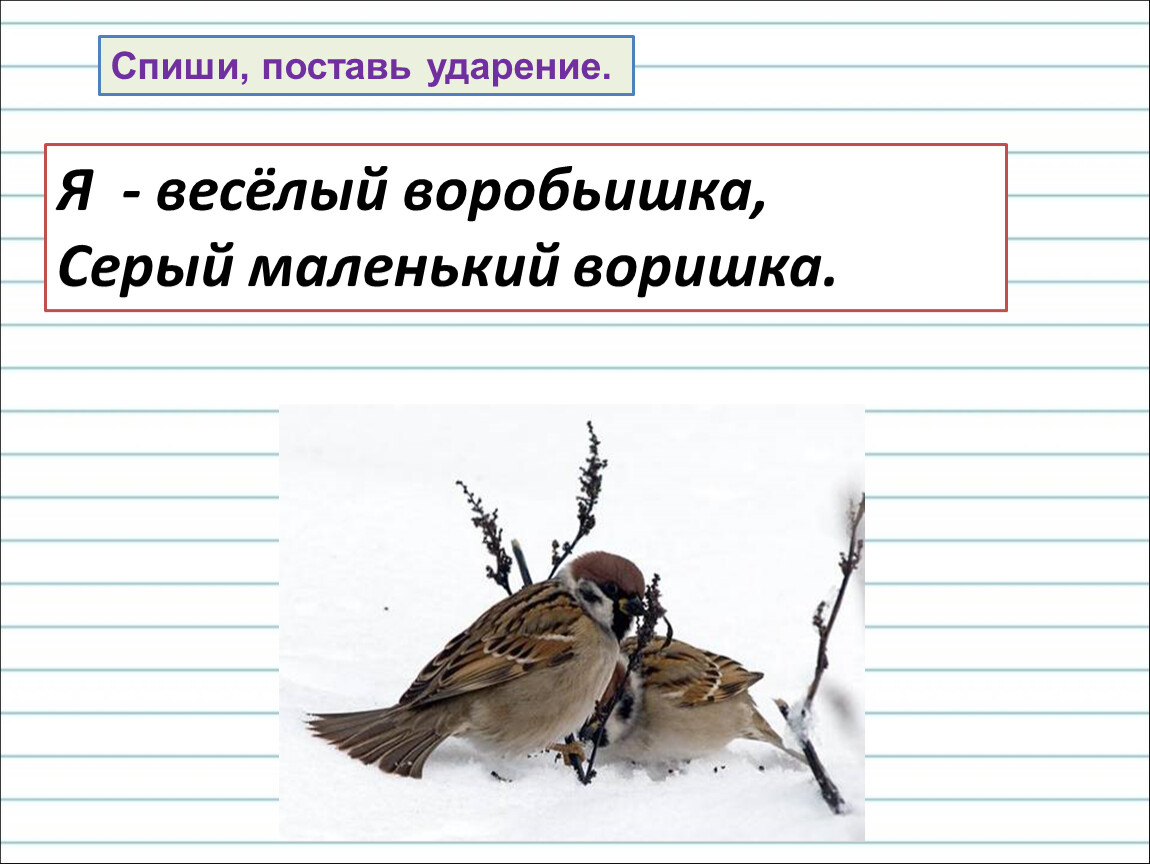 Спиши ставь. Спиши поставь ударение. Предложение про воробья 1 класс. Я весёлый воробьишка серый маленький воришка. Предложение со словом Воробей 2 класс.