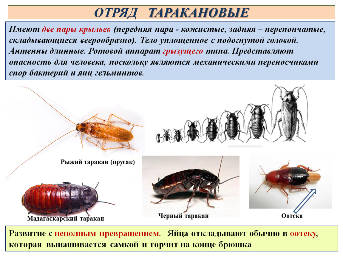 Почему таракана назвали тараканом. Жизненный цикл отряда Таракановые. Отряд Таракановые черный таракан. Отряд тараканы характеристика. Таракан Прусак жизненный цикл.