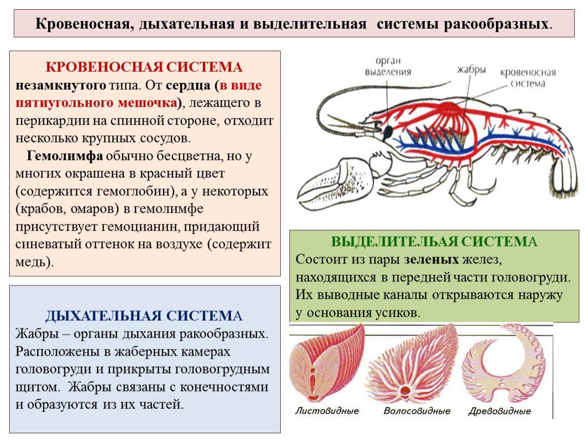 Моллюски тип кровеносной системы таблица. Дыхательная, кровеносная, пищеварительная системы у животных. Выделительная система ракообразных. Выделительная система и кровеносная система ракообразных:. Кровеносная система ракообразных 7 класс биология.