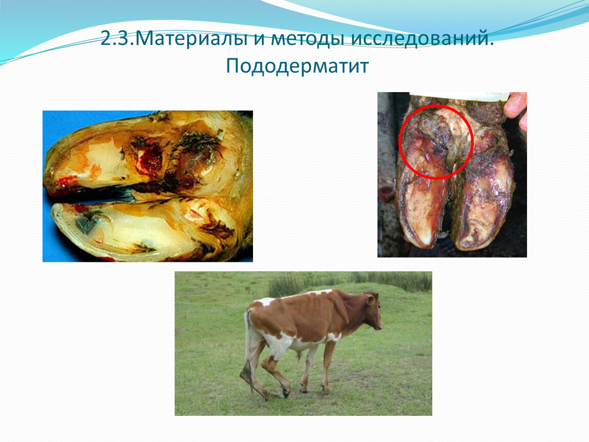 Pododermatit Профилактика заболевания конечностей