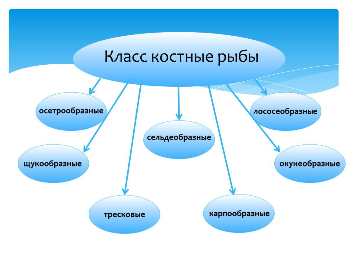 Костные рыбы 8 класс