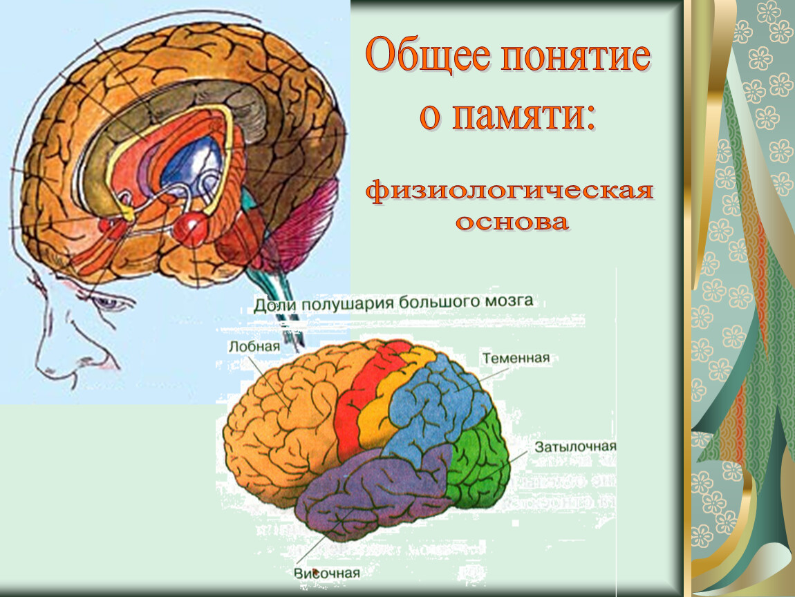 Физиологические основы памяти. Физиологические основы памяти презентация. Общее понятие о памяти. Понятие о памяти физиологические основы памяти.