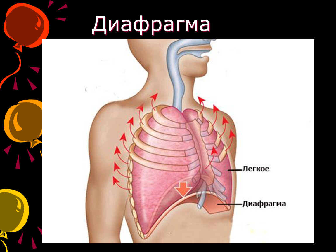 Картинок где находится. Диафрагма человека. Дыхательная диафрагма анатомия. Купол диафрагмы. Диафрагма легких.
