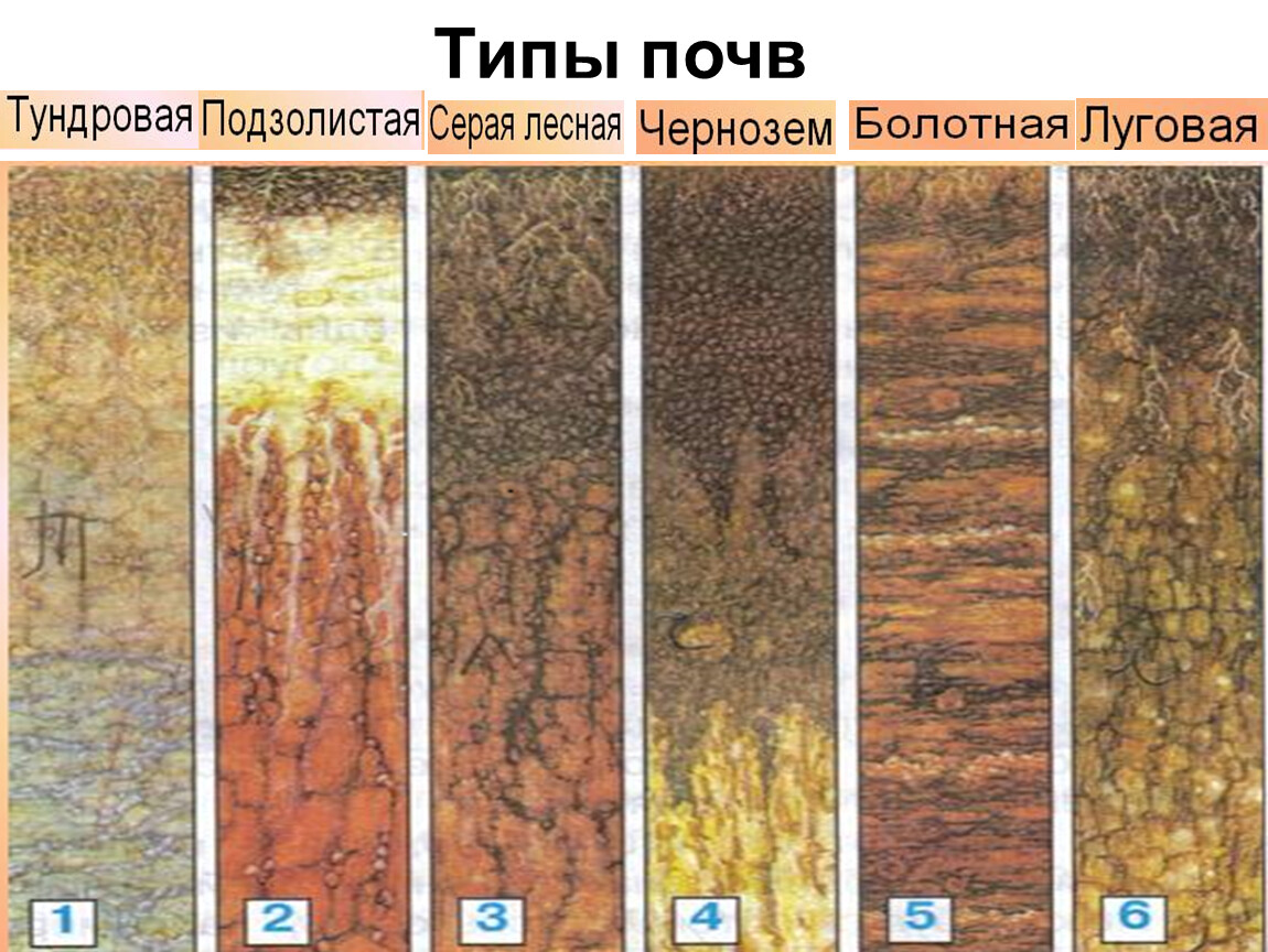Серые бурые лесные почвы природная зона. Типы почв по плодородию. Типы почв земли в России. Тундровая почва подзолистая серая Лесная чернозем Болотная Луговая. Типы почв России таблица типы почв особенности.