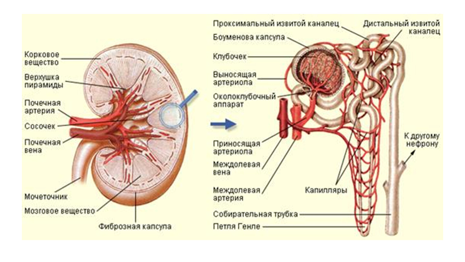 Вена артерия мочеточник. Схема строения выделительной системы. Строение почки клубочки канальцы. Выделительная система строение почки. Строение нефрона почки анатомия.