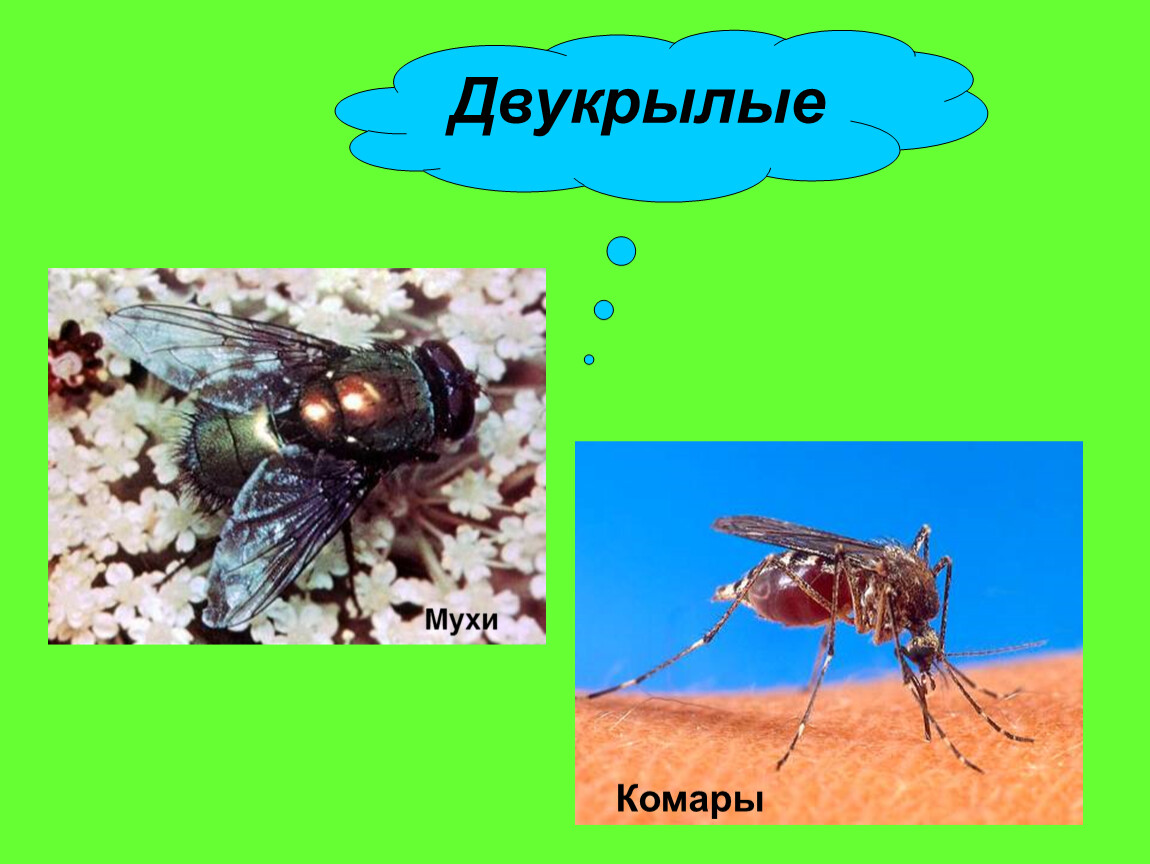 Мухи комары текст. Отряд Двукрылые комары. Двукрылые мухи. Муха комар. Отряд Двукрылые представители.