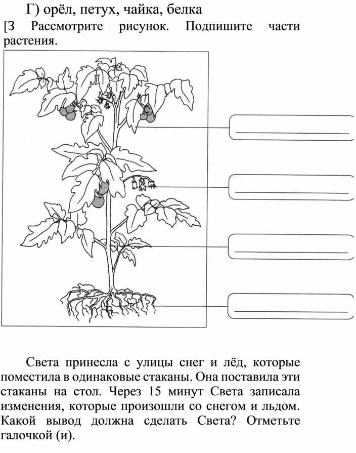 Части растений картинки схема 1 класс