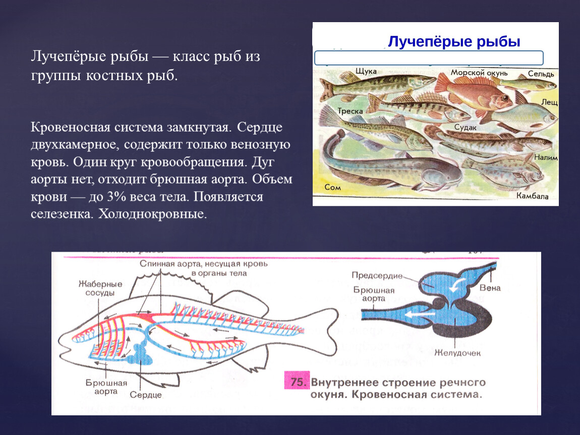 Характеристика кровеносной системы рыб. Строение лучеперых рыб. Лучепёрые рыбы внешнее строение. Экологические группы костных рыб.