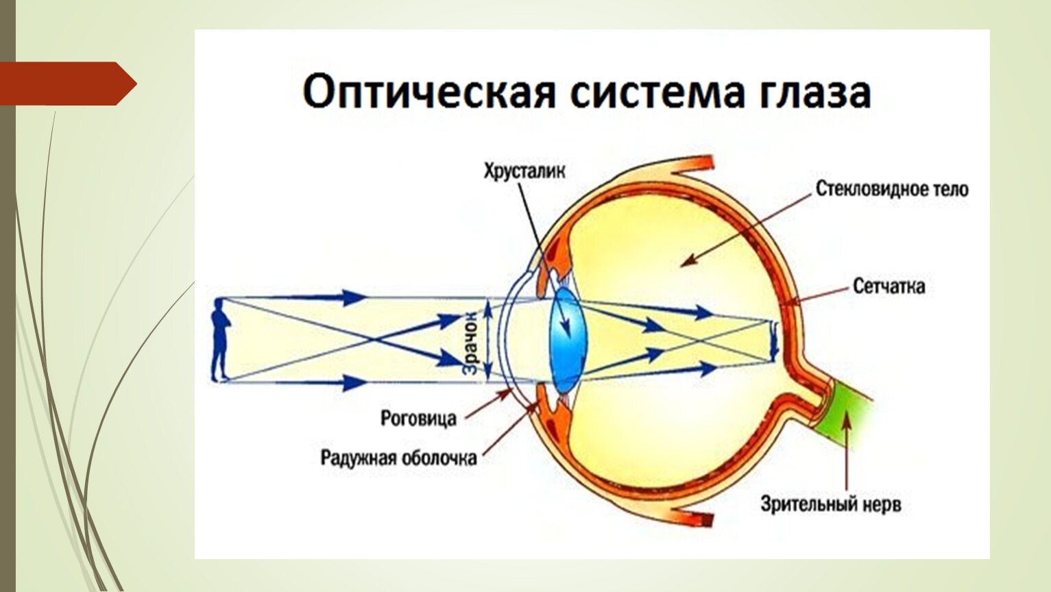 Тема урока глаз. Оптическая система глаза.