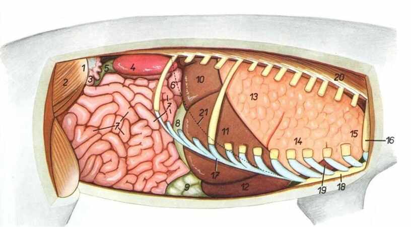 Селезенка у котов. Топография органов брюшной полости у свиньи. Топография органов свиньи. Топография внутренних органов с левой стороны свиньи. Топография внутренних органов свиньи с правой.