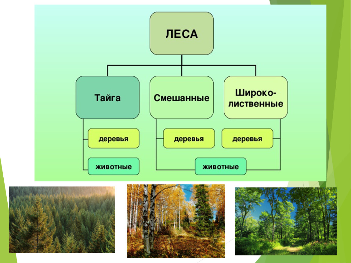 Окружающий мир жизнь леса