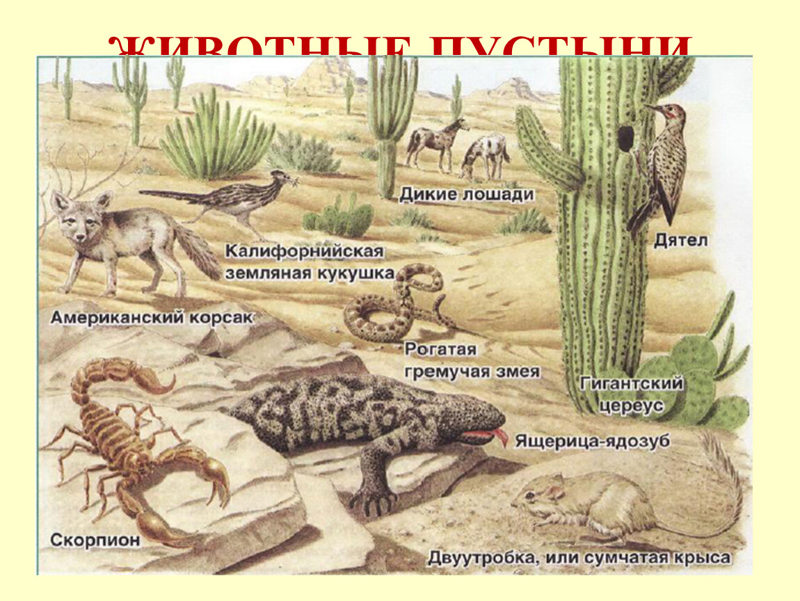 Какие животные и растения обитают в пустыне. Животные и растения пустыни. Обитатели пустыни животные и растения. Растения и животные пус. Обитатели пустыни растения.