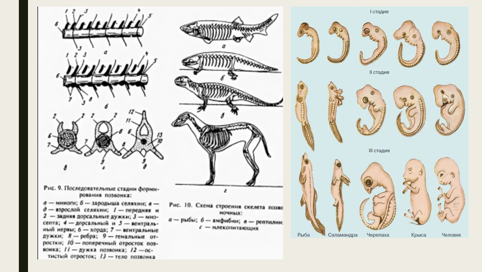 Признаки характеризующие скелет позвоночного животного. Осевой скелет хордовых. Скелет позвоночных животных таблица. Филогенез скелета позвоночных животных. Изменение осевого скелета позвоночных.