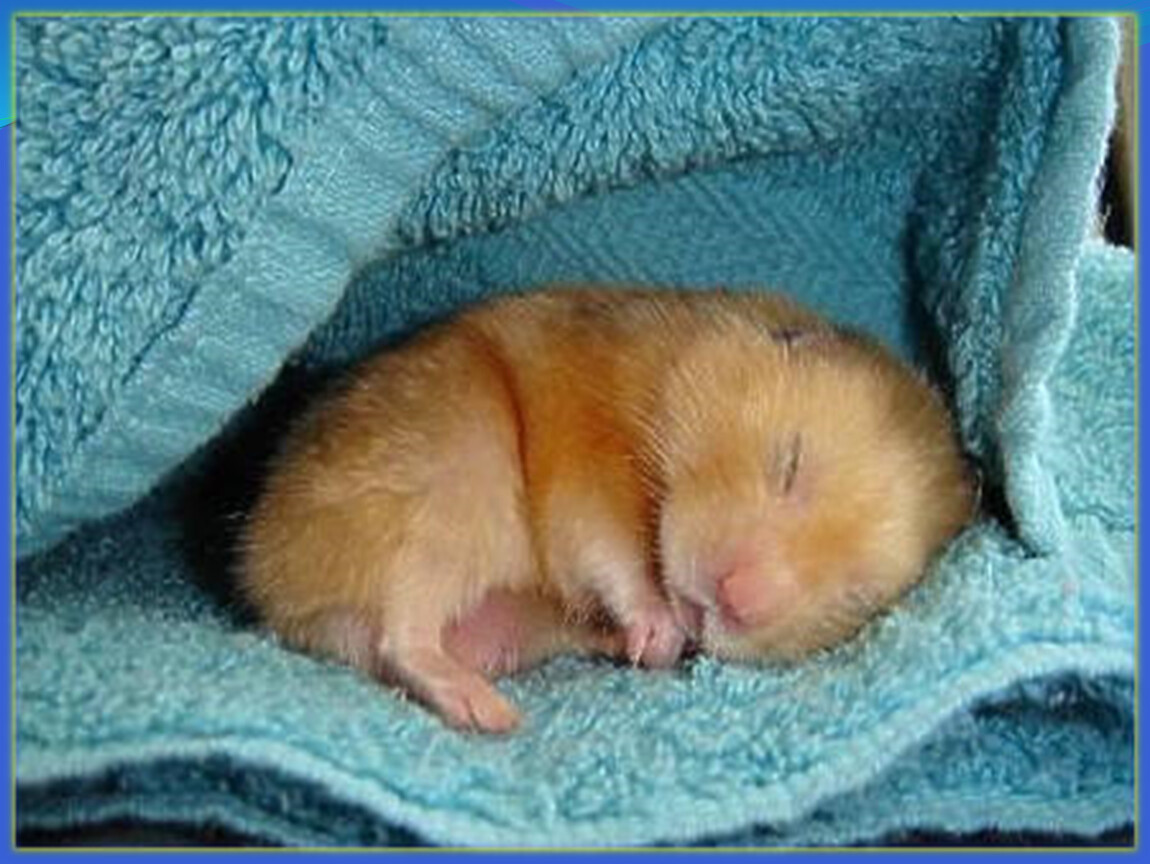 Спокойной мыши. Спящий хомяк. Спокойной ночи хомячок.