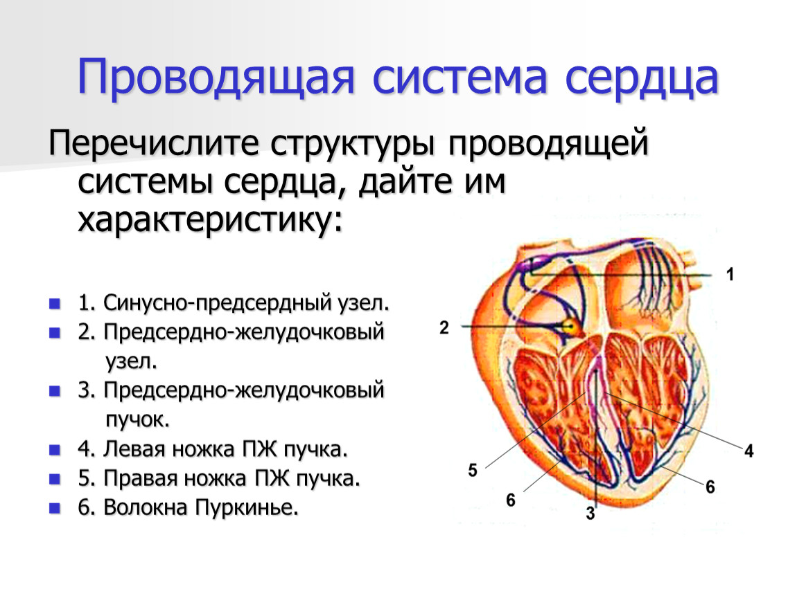 В состав какой системы входит сердце. Проводящая система сердца структура и функциональная характеристика. Схема строения проводящей системы. Функциональная характеристика проводящей системы сердца. Анатомическое строение проводящей системы сердца.